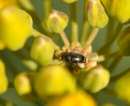 Der Rapsglanzkäfer ist einer der Hauptschädlinge des Winterrapses