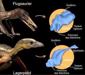 Künstlerische Rekonstruktionen eines Flugsauriers (oben) und eines Lagerpetiden (unten) aus der späten Trias vor 215 Millionen Jahren
