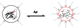 Schematische Darstellung der Faltung des Kälteschockproteins B des Bacillus subtilis in Abhängigkeit vom Druck. Die Aminosäurekette „faltet sich“ wie ein Papierband.