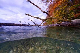 Bakteriengemeinschaften in städtischem Wasser 