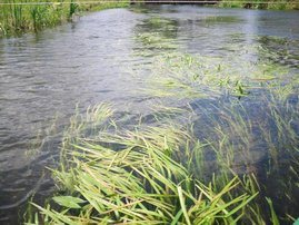 Wasserpflanzen in der Spree.  