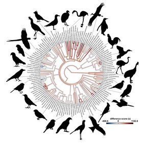 Übersichtsdiagramm über die Neophobie und Verwandtschaftsbeziehungen der verschiedenen untersuchten Vogelarten.