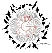 Übersichtsdiagramm über die Neophobie und Verwandtschaftsbeziehungen der verschiedenen untersuchten Vogelarten. Übersichtsdiagramm über die Neophobie und Verwandtschaftsbeziehungen der verschiedenen untersuchten Vogelarten.