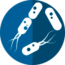 grafische Darstellung von drei Bakterien