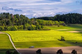 Landschaft Bäume Wiesen