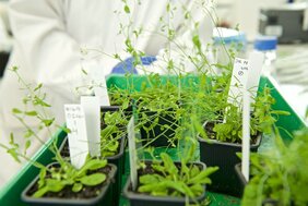 Die Modellpflanze Arabidopsis thaliana
