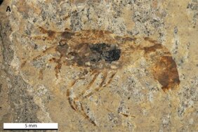 Holotype von Bechleja brevirostris