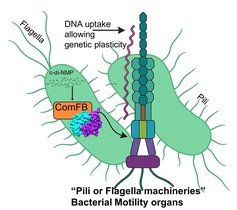  DNA Übertragung von einem auf ein anderes Bakterium