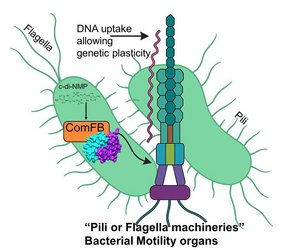  DNA Übertragung von einem auf ein anderes Bakterium