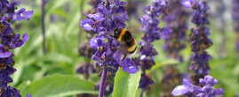 Dunkle Erdhummel (Bombus terrestris) Wald