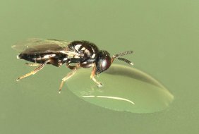 Eine parasitische Wespe der Art Nasonia vitripennis frisst von einer Zuckerlösung.