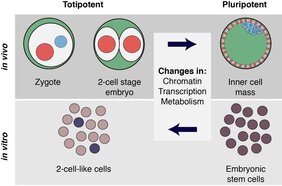Die Reprogrammierung des Zellpotenzials hängt mit vielen molekularen Veränderungen zusammen.