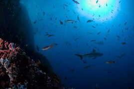 Tiere unter Wasser