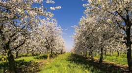 Obstwiese 