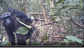 Bei Chimp&See können Interessierte die PanAf-Videoaufnahmen aus den Studiengebieten in Afrika ansehen und kommentieren. 