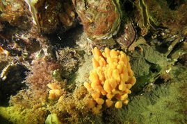 Die Halichondria panicea gehört zu den Schwammarten, die den Schadstoffkreislauf beeinflussen könnten. 