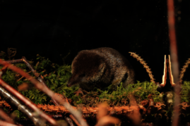   Die Waldspitzmaus ist ein Überlebenskünstler: Um Energie zu sparen, macht sie keinen Winterschlaf, sondern wird einfach kleiner. 