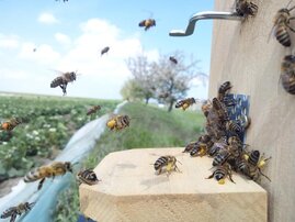 Bienen vor dem Einflugloch