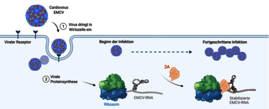 cardiovirus