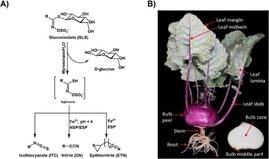 Kohlrabi