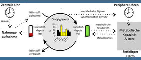 Fettstoffwechsel