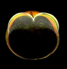 Embryo des Zebrabärblings während des ersten Zellteilungszyklus. Das Strukturprotein Aktin ist markiert und visualisiert den Zellrand sowie die Teilungsfurche. Das Bild stellt eine Zeitreihe dar, die mit dunklem Orange (vor der Teilung) beginnt und mit fortschreitender Teilung über helleres Orange bis zu Weiß übergeht.