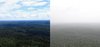 Amazonasregenwald
