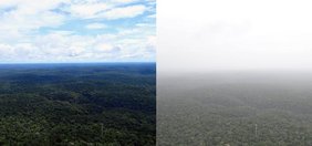 Wüstenmikroben im Amazonas Amazonasregenwald