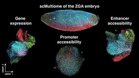 Die molekulare Landkarte des Embryos während der zygotischen Genomaktivierung