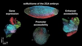 Die molekulare Landkarte des Embryos während der zygotischen Genomaktivierung