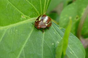 Schildkäfer sind auf symbiotische Mikroben angewiesen, um ihre blattreiche Nahrung zu verdauen.