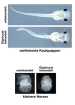 Glyphosat Embryonen Fehlbildungen