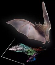 Fledermaus