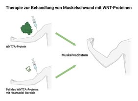 Im Skelettmuskel kann das WNT7A-Protein die Muskelmasse