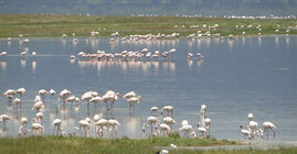 Der alkalische Nakuru-See in Kenia ist reich am Cyanobakterium Spirulina platensis