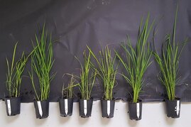 Verschiedene Reispflanzen, sowohl Kontrollpflanzen als auch Mutanten