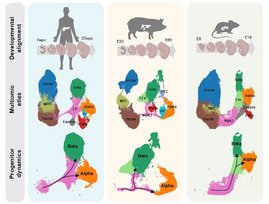 erste umfassende Einzelzellanalyse der Bauchspeicheldrüsenentwicklung bei Mäusen, Menschen und Schweinen Grafik: erste umfassende Einzelzellanalyse der Bauchspeicheldrüsenentwicklung bei Mäusen, Menschen und Schweinen