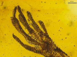 Ungewöhnlichen Fund: Ein winziger Eidechsen-Vorderfuß der Gattung Anolis ist im rund 15 bis 20 Millionen Jahre alten Bernstein eingeschlossen.