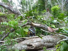 Umgestürzte Bäume im Amazonas