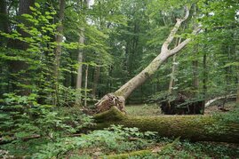 Internationale wissenschaftliche Studien zeigen, dass alte Naturwälder wichtige Speicher und Senken von Treibhausgasen sind. 