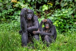 Bonobos im Gras