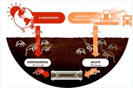 Klimawandel und Landnutzung reduzieren die Biomasse der Bodentiere über unterschiedliche Pfade: Das veränderte Klima reduziert die Körpergröße und die Bewirtschaftung die Häufigkeit. 