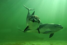 Zwei Schweinswale unter Wasser