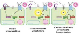 Modell der systemischen Immunreaktion Modell der systemischen Immunreaktion