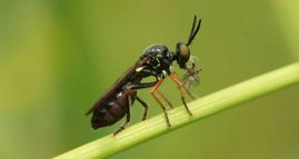  Die Gefleckte Habichtsfliege (Dioctria longicornis)