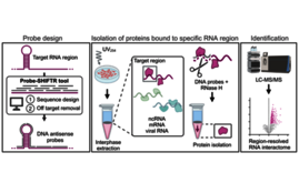 Methode zur Kartierung von Wechselwirkungen bestimmter RNA-Regionen in intakten Zellen