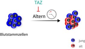Blutstammzellen  TAZ-Protein