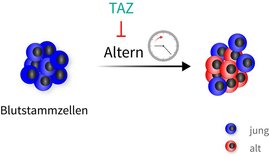 Blutstammzellen  TAZ-Protein