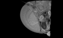 Frontalansicht eines Kopfes der Taufliege „Drosophila melanogaster“