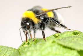 Eine Hummel beschädigt das Blatt einer blütenlosen Pflanze, um diese zur Blütenproduktion anzuregen. 